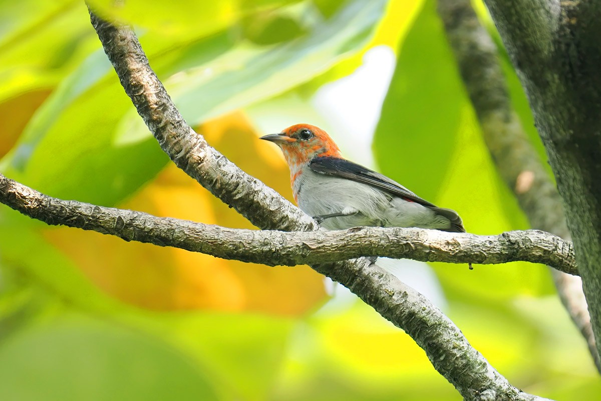 Scarlet-headed Flowerpecker - ML622264177