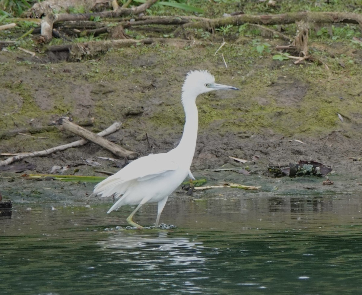 Little Blue Heron - ML622264219