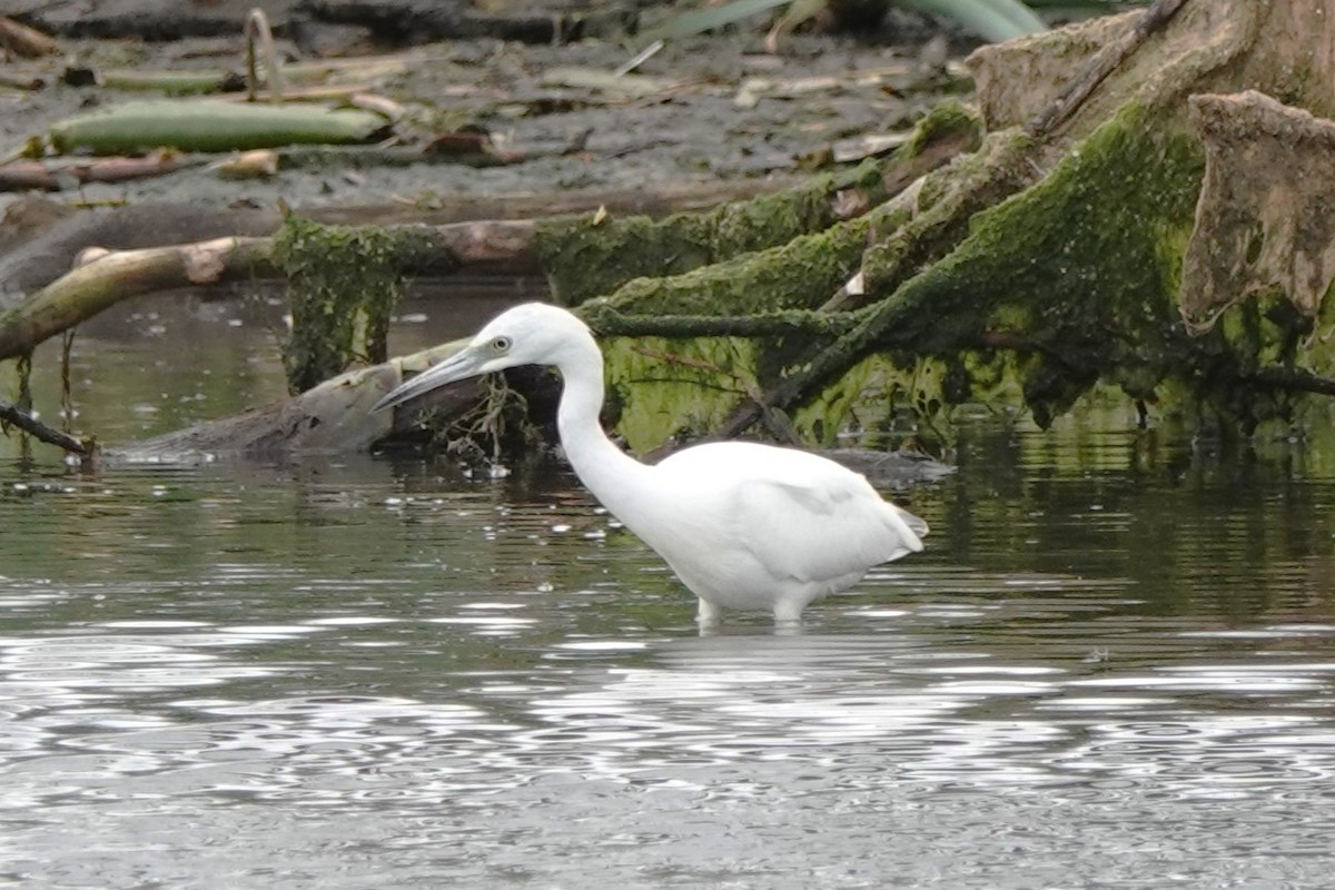 Little Blue Heron - ML622264299