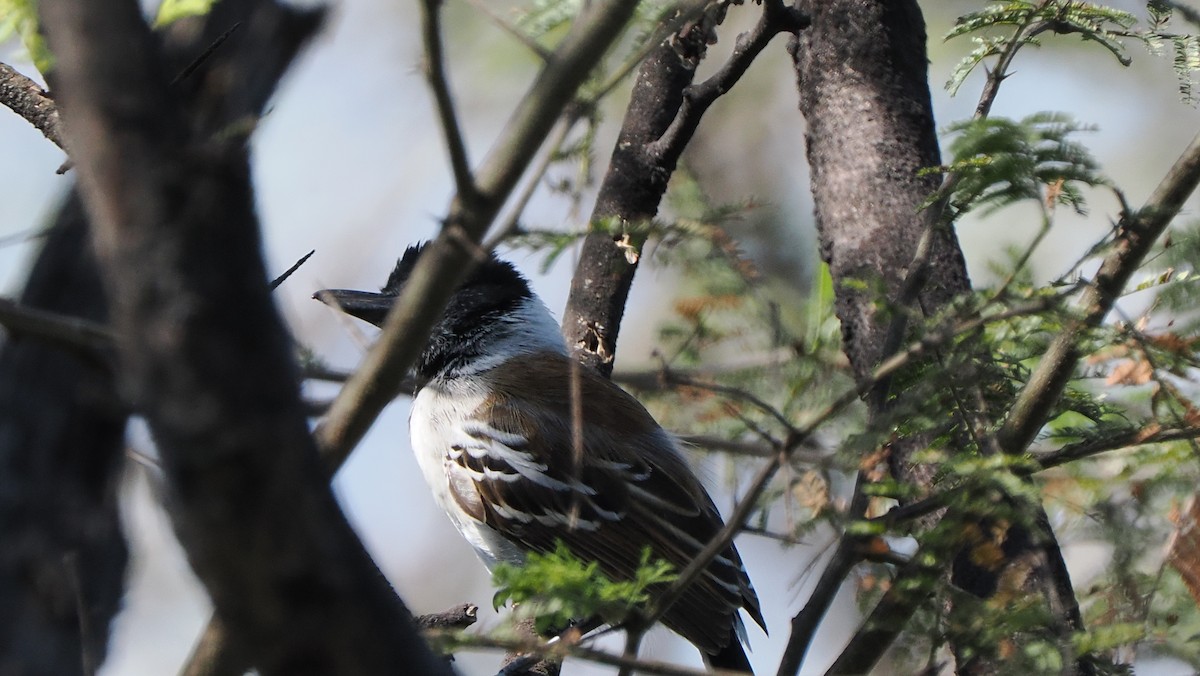 Collared Antshrike (Collared) - ML622264320