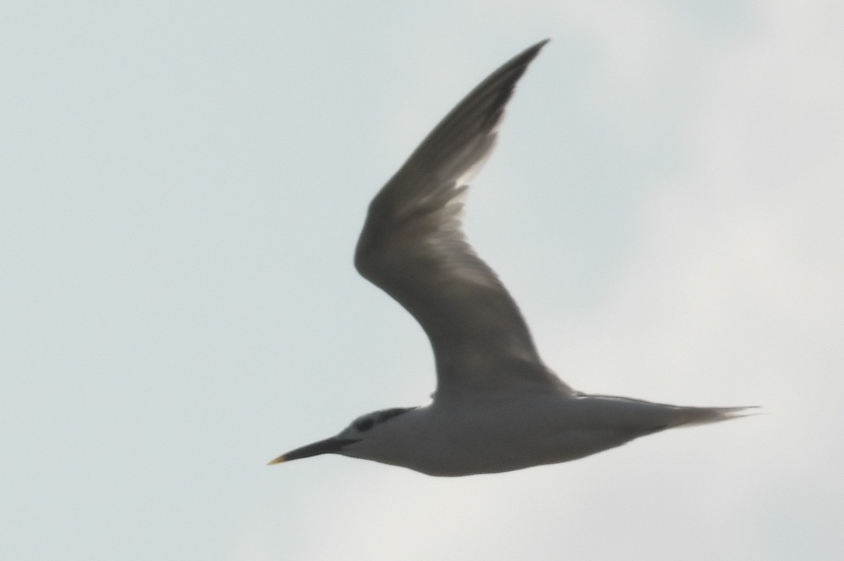 Sandwich Tern - Matt Tobin