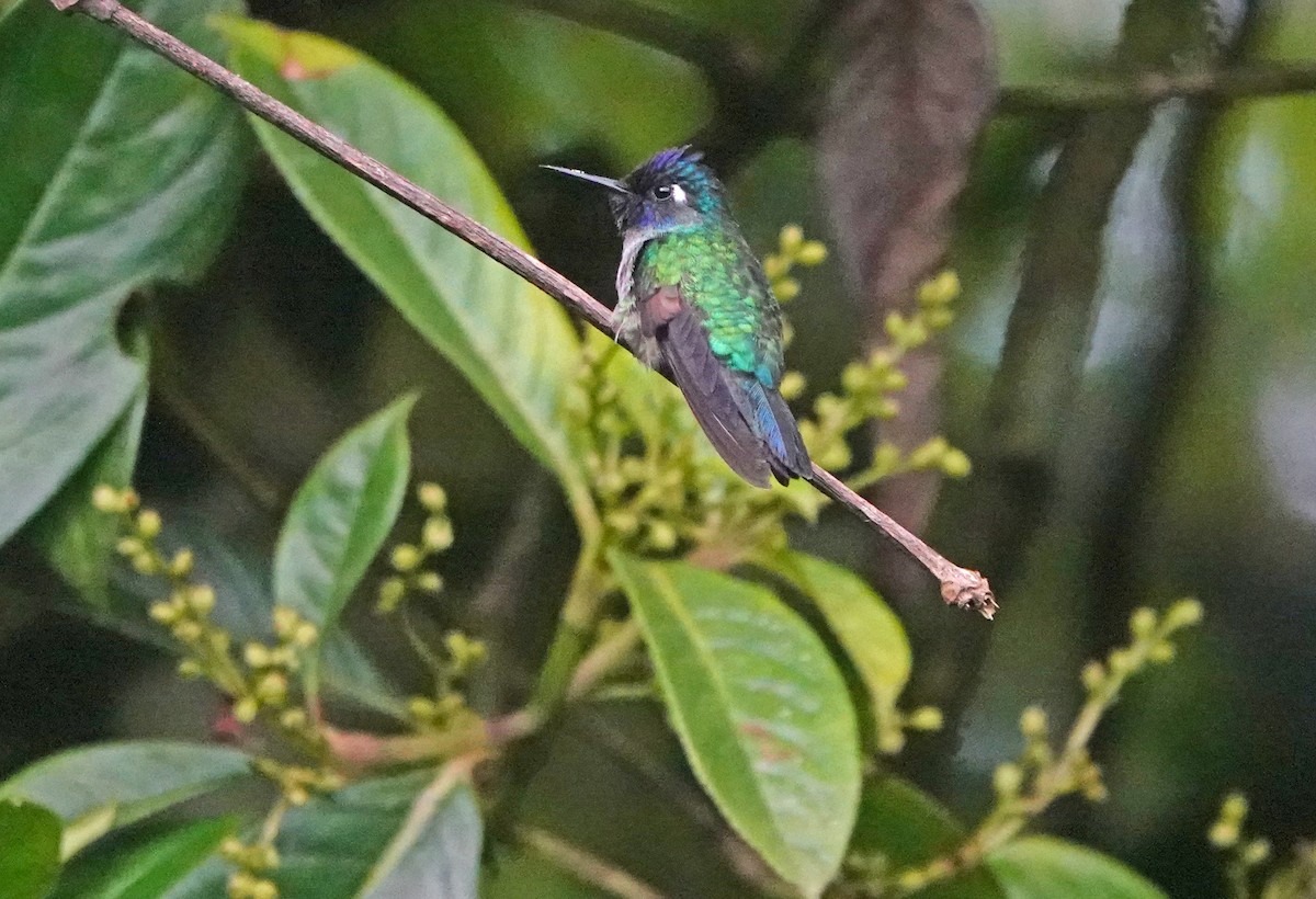 Violet-headed Hummingbird - ML622264398