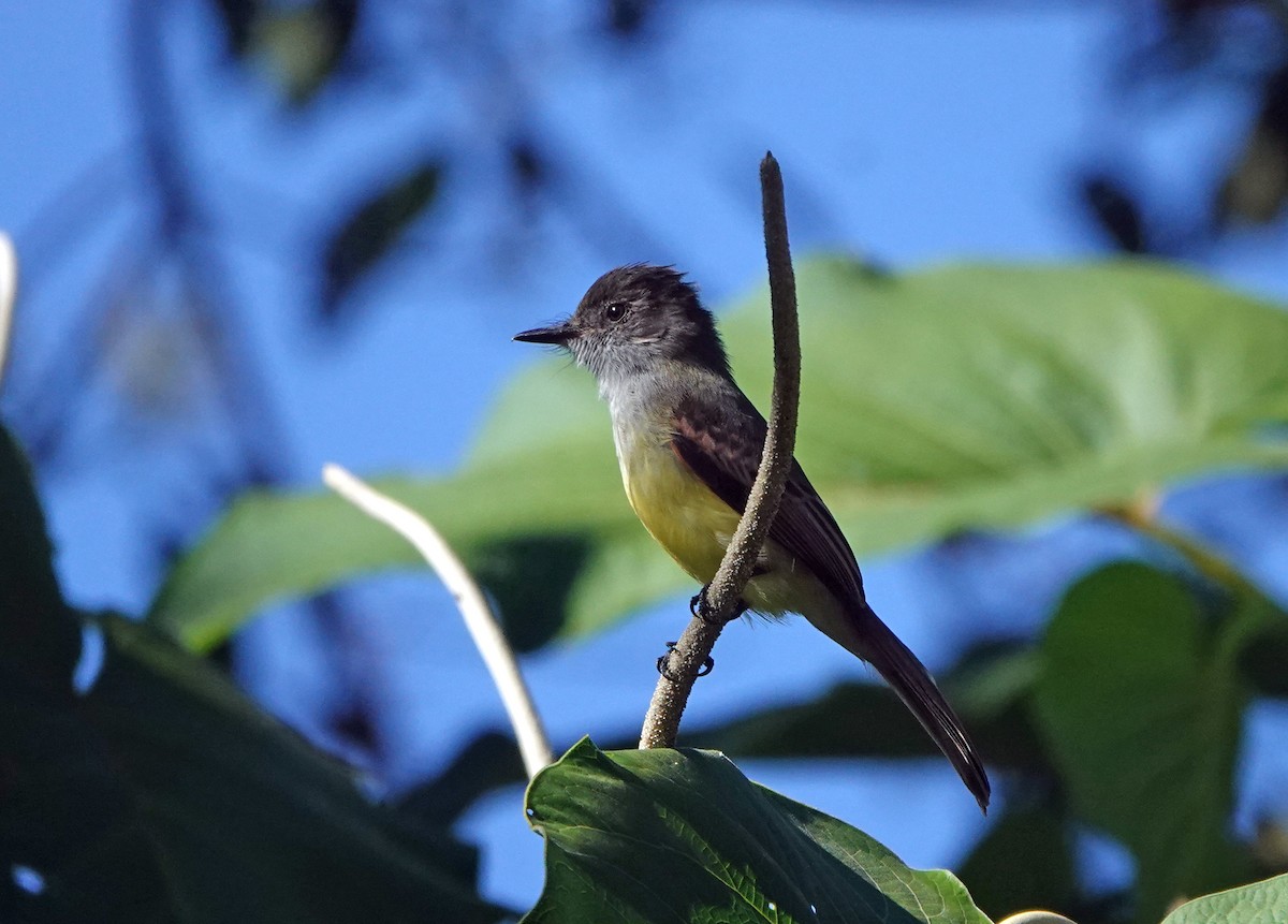 Dusky-capped Flycatcher - ML622264428