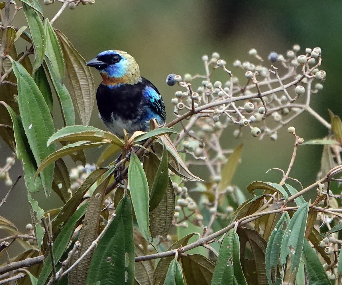 Golden-hooded Tanager - ML622264455