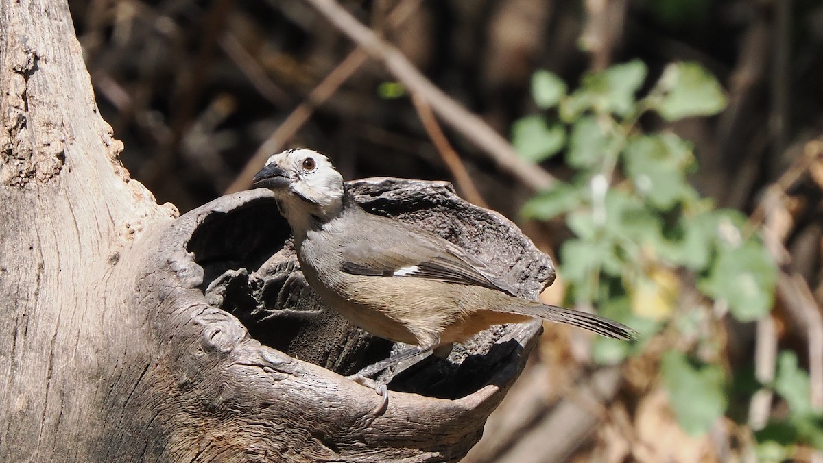 White-headed Brushfinch - ML622264465