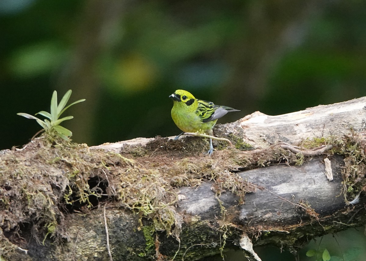 Emerald Tanager - ML622264472