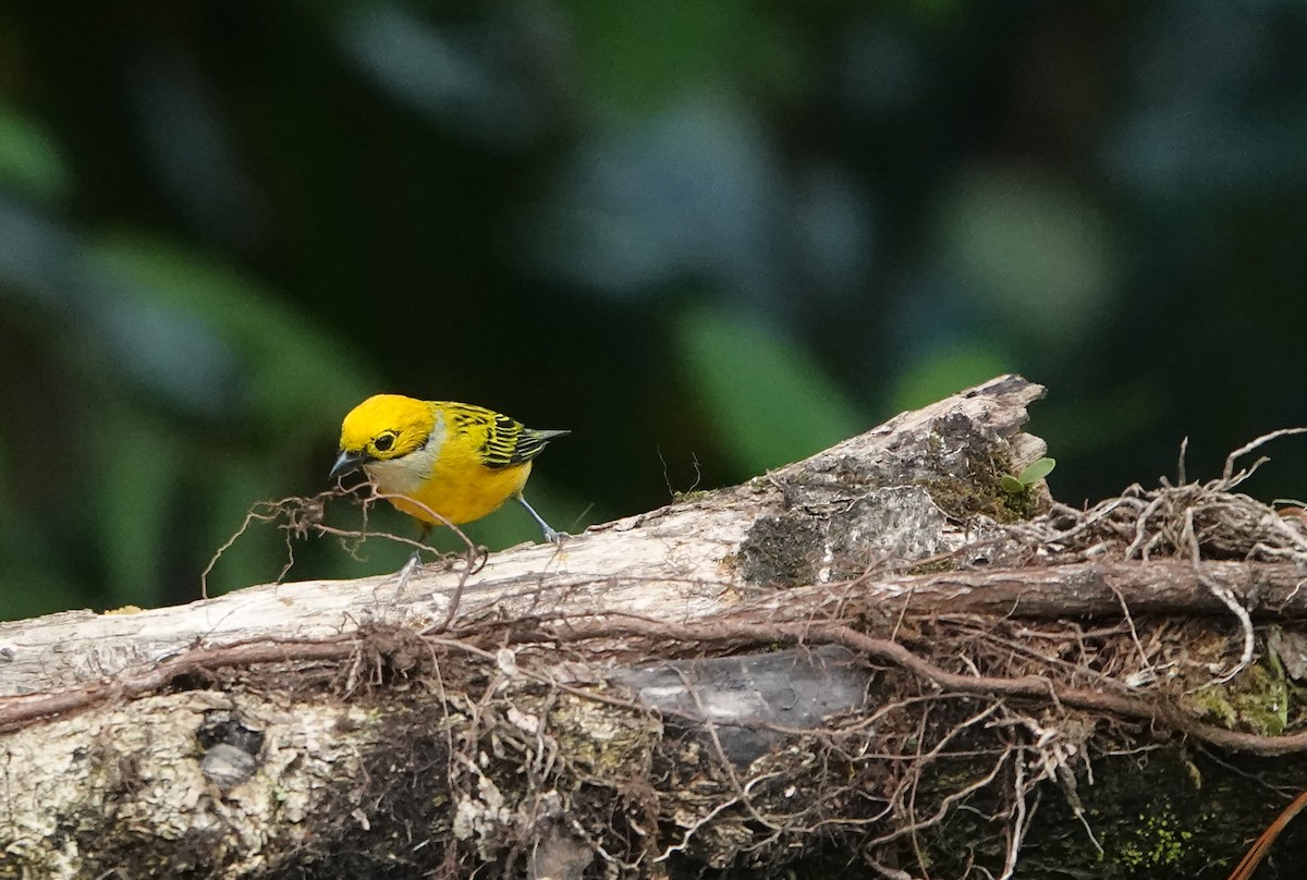 Silver-throated Tanager - ML622264491