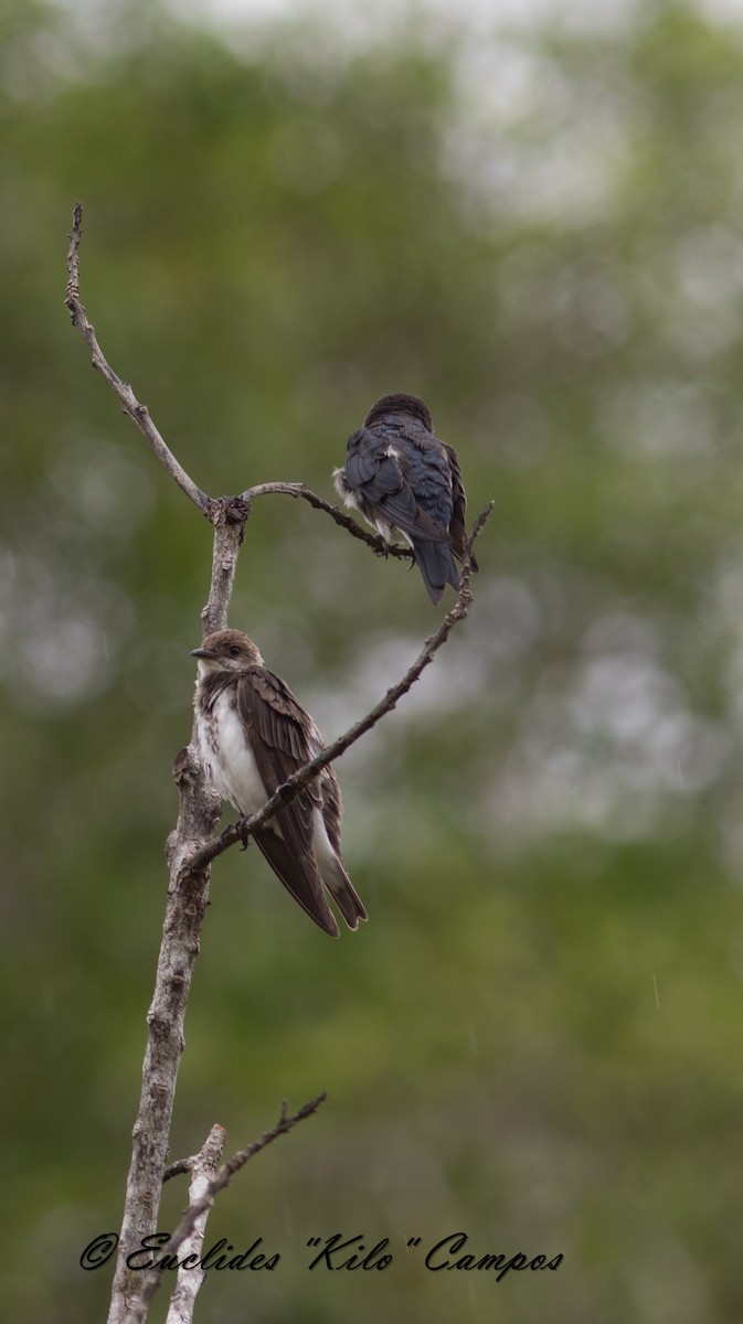 Brown-chested Martin - ML622264501