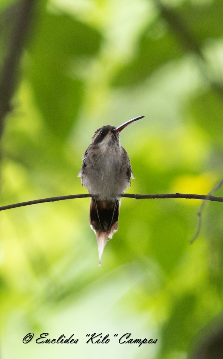 Pale-bellied Hermit - ML622264536