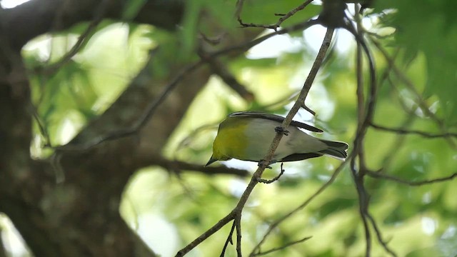 Yellow-throated Vireo - ML622264541