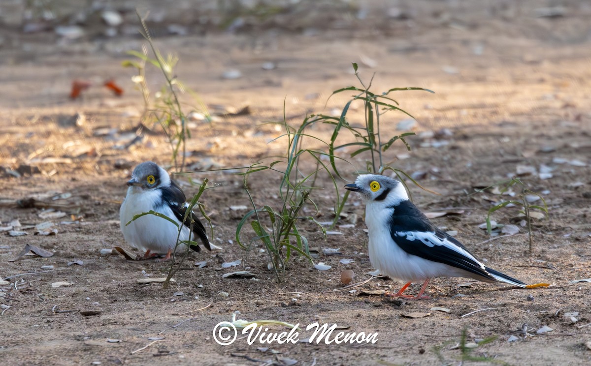 White Helmetshrike - ML622264555