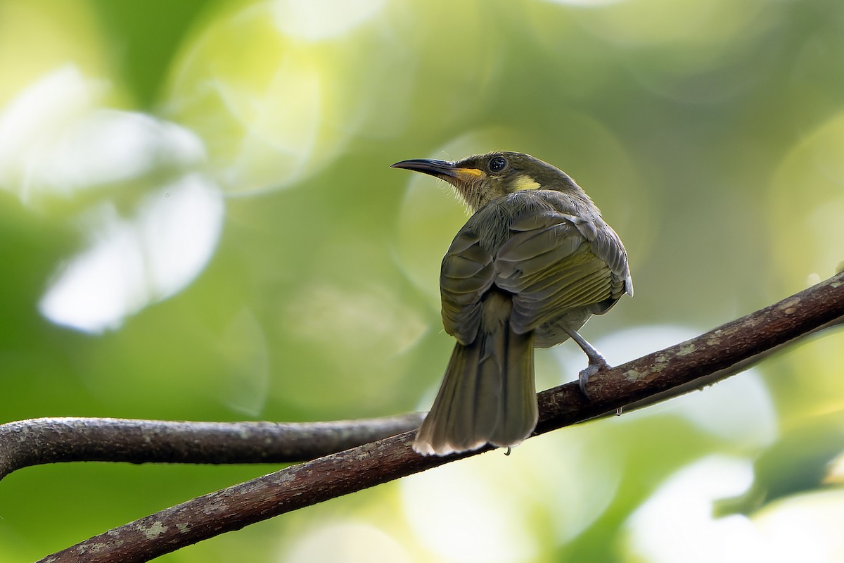 Mimic Honeyeater - ML622264565