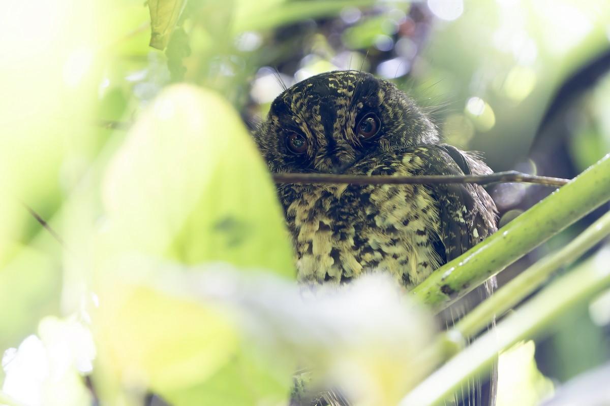 Mountain Owlet-nightjar - ML622264606