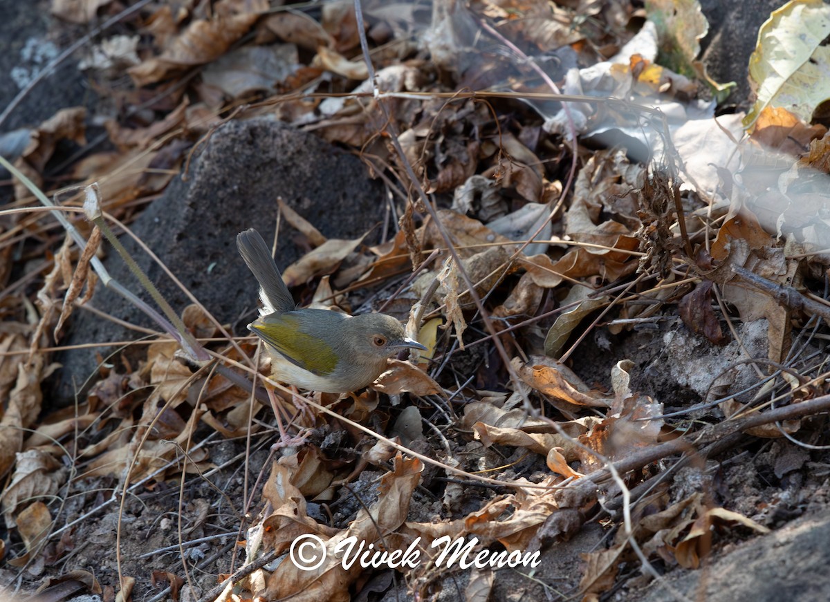 Green-backed Camaroptera - Vivek Menon