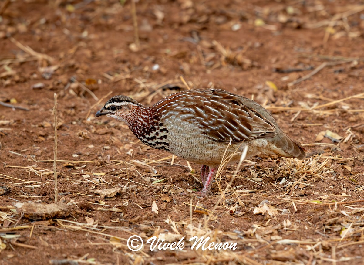 Crested Francolin - ML622264646