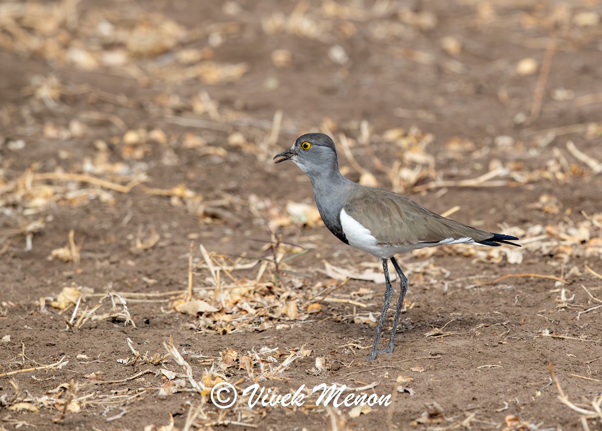 Senegal Lapwing - ML622264651