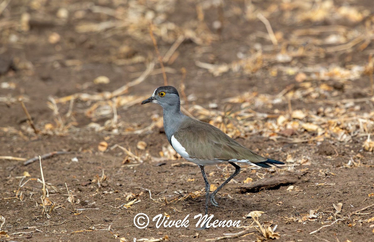 Senegal Lapwing - ML622264652