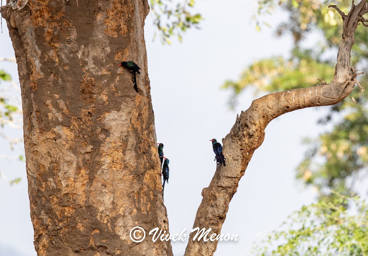 Green Woodhoopoe - ML622264662