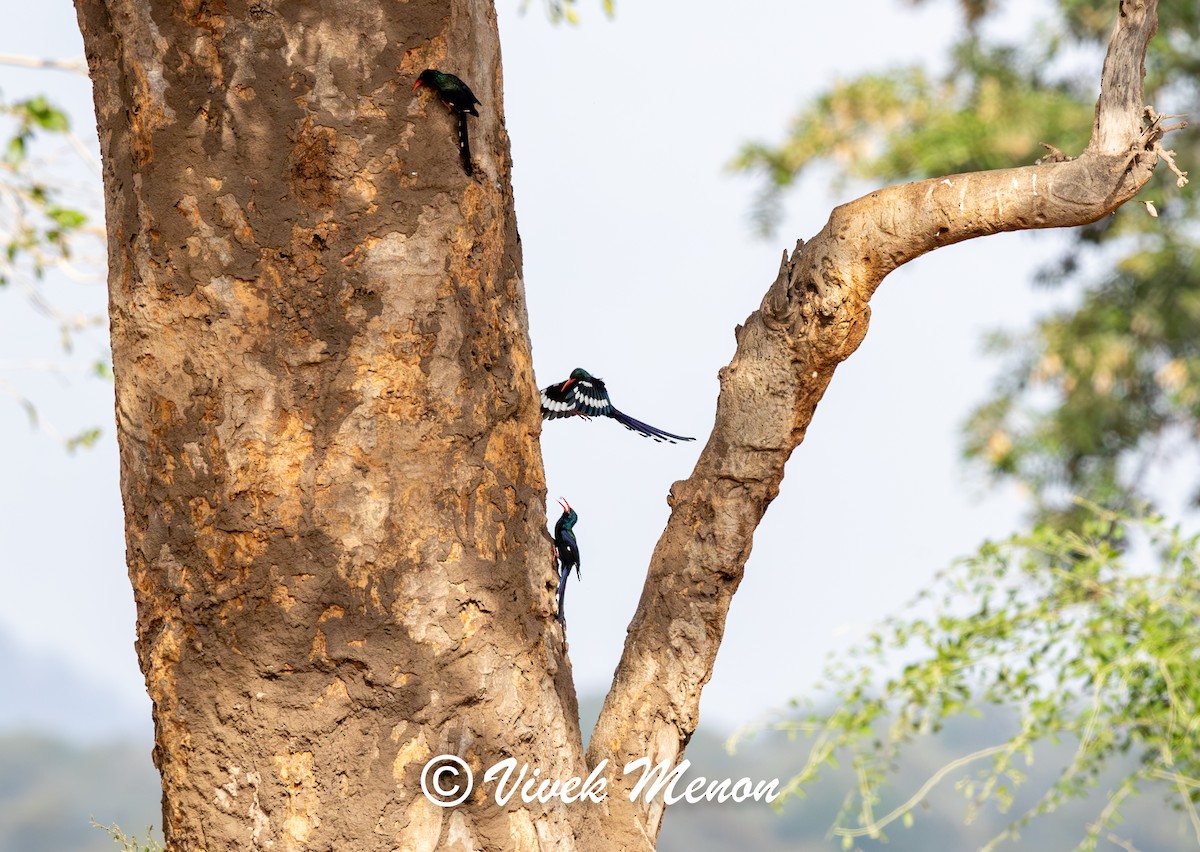 Green Woodhoopoe - ML622264663