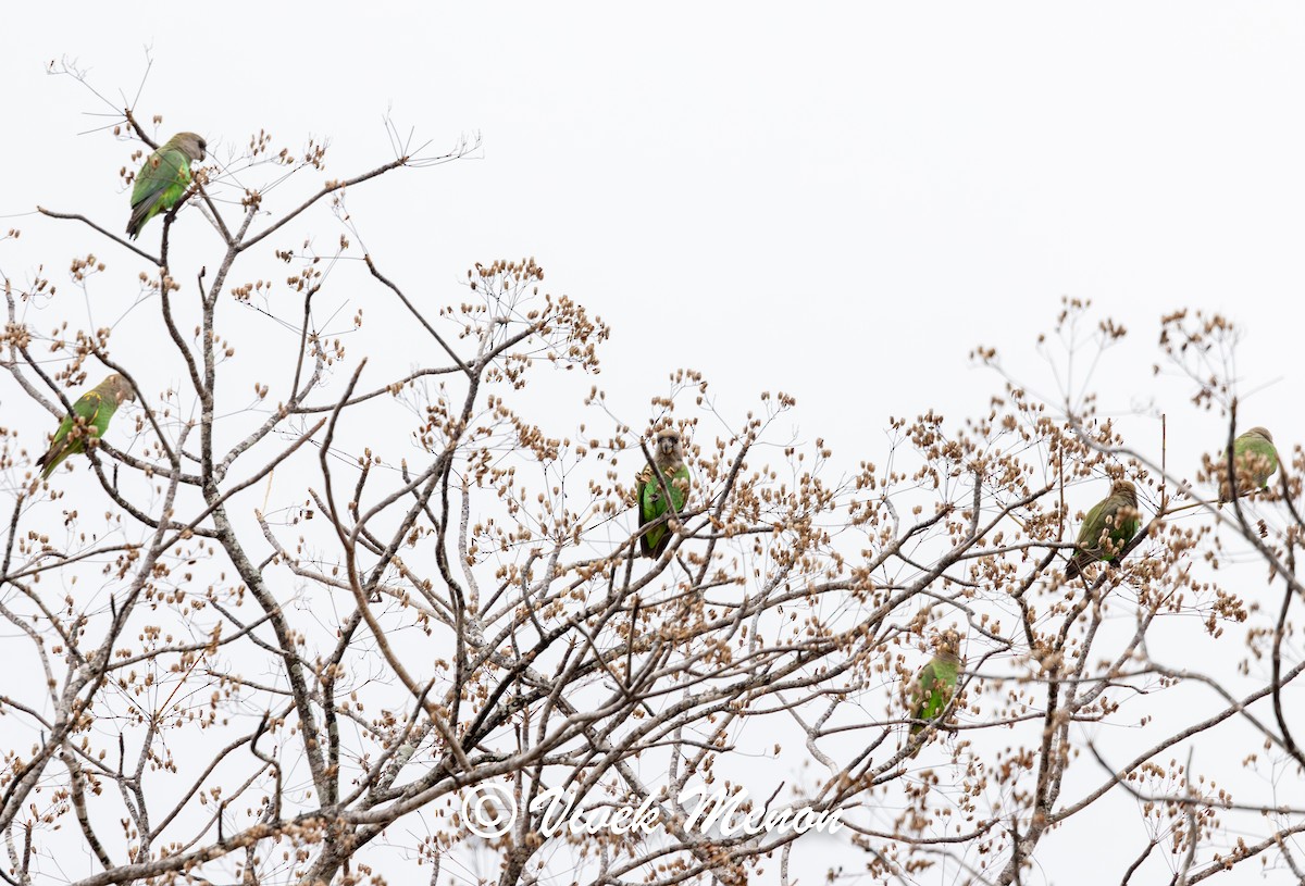 Brown-headed Parrot - Vivek Menon