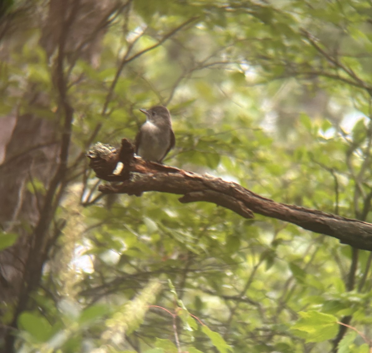 Eastern Wood-Pewee - ML622264717