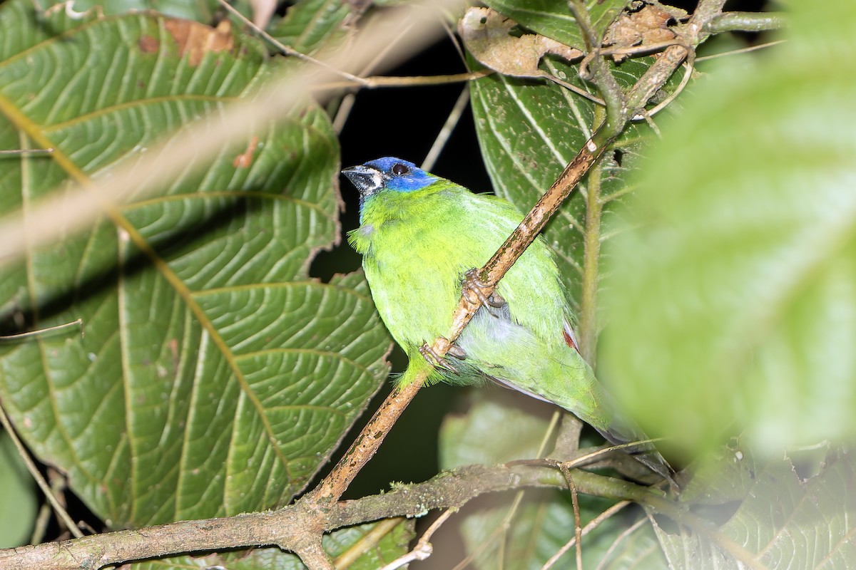 Papuan Parrotfinch - Daniel López-Velasco | Ornis Birding Expeditions