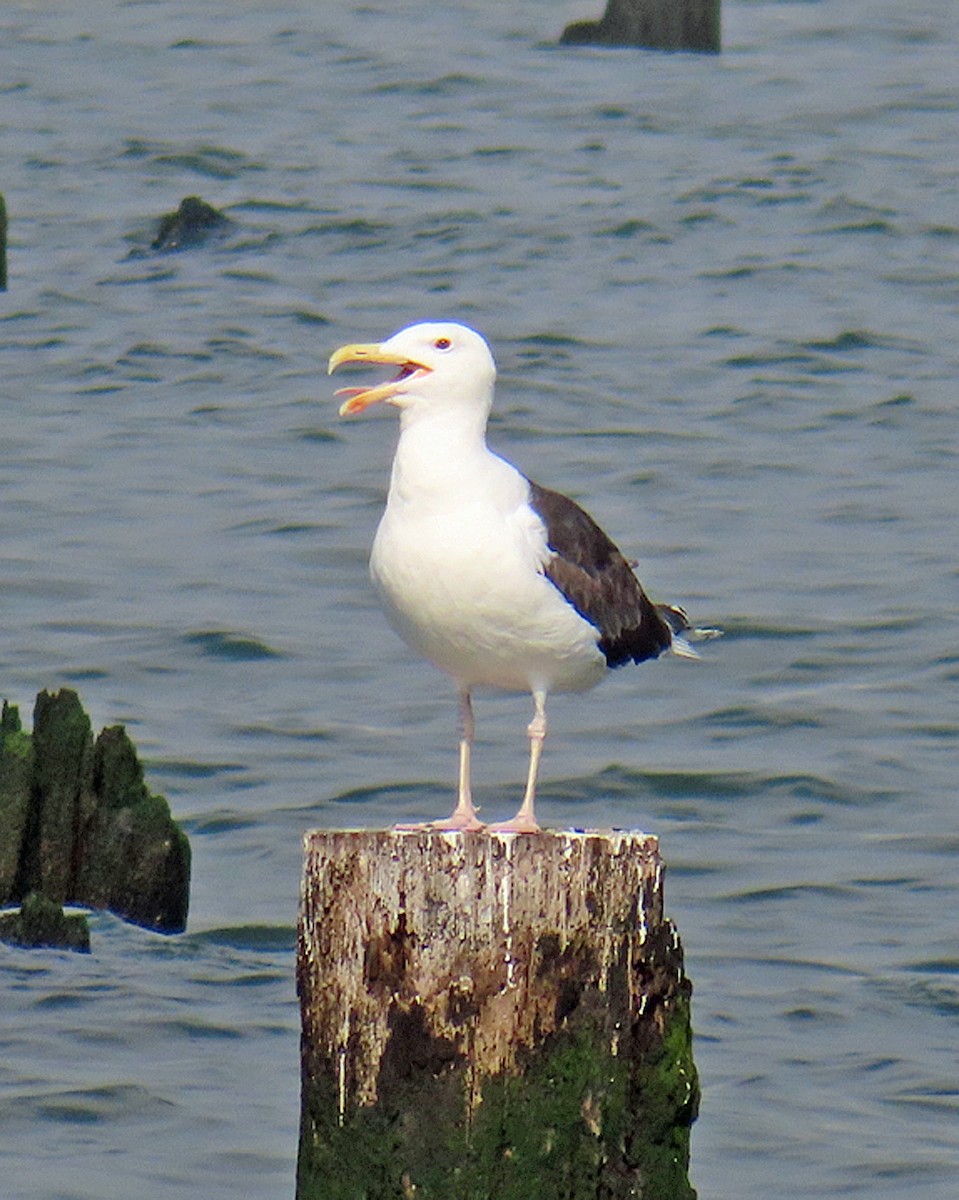 Great Black-backed Gull - ML622264749