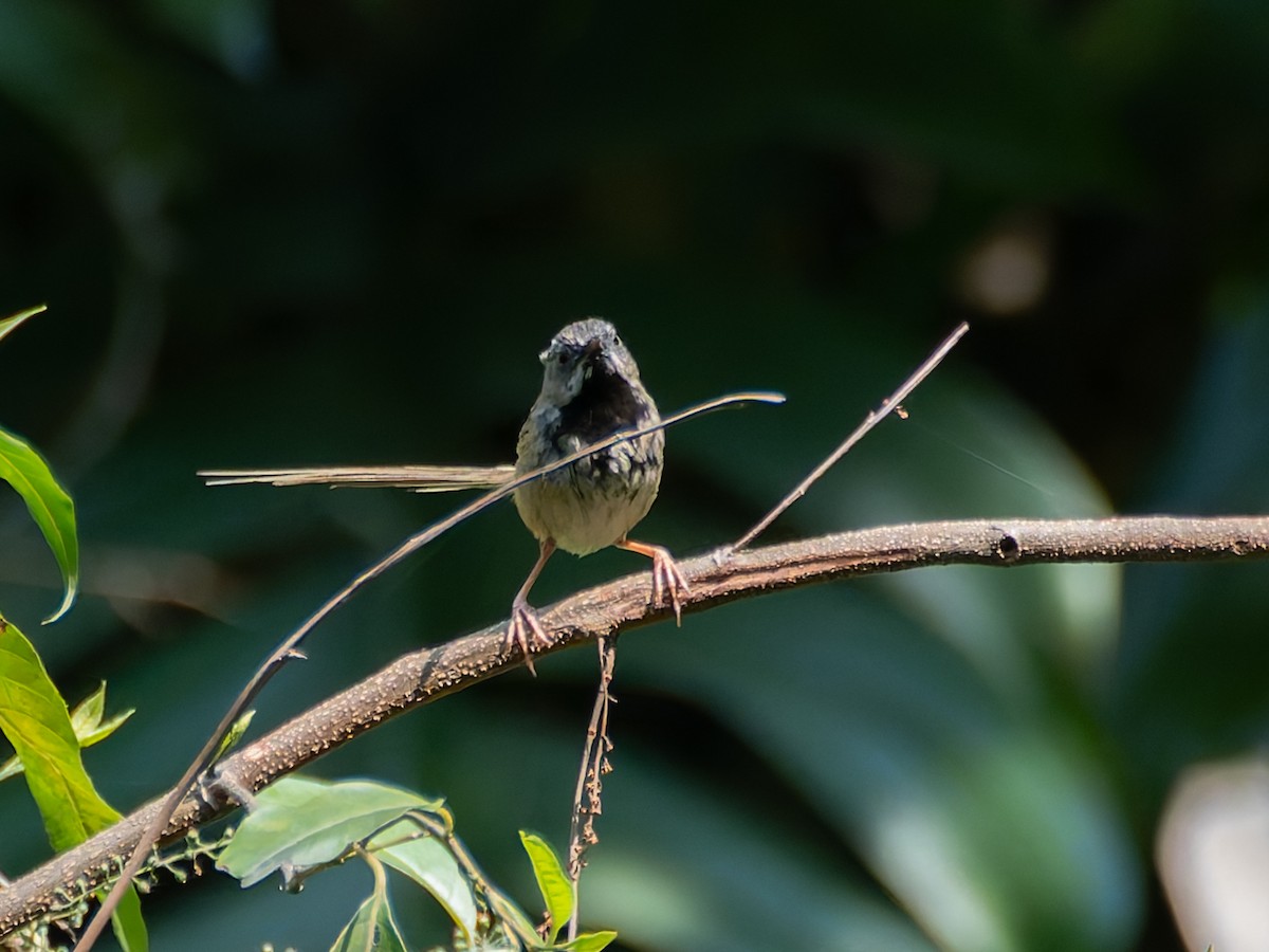 Black-throated Prinia - ML622264770