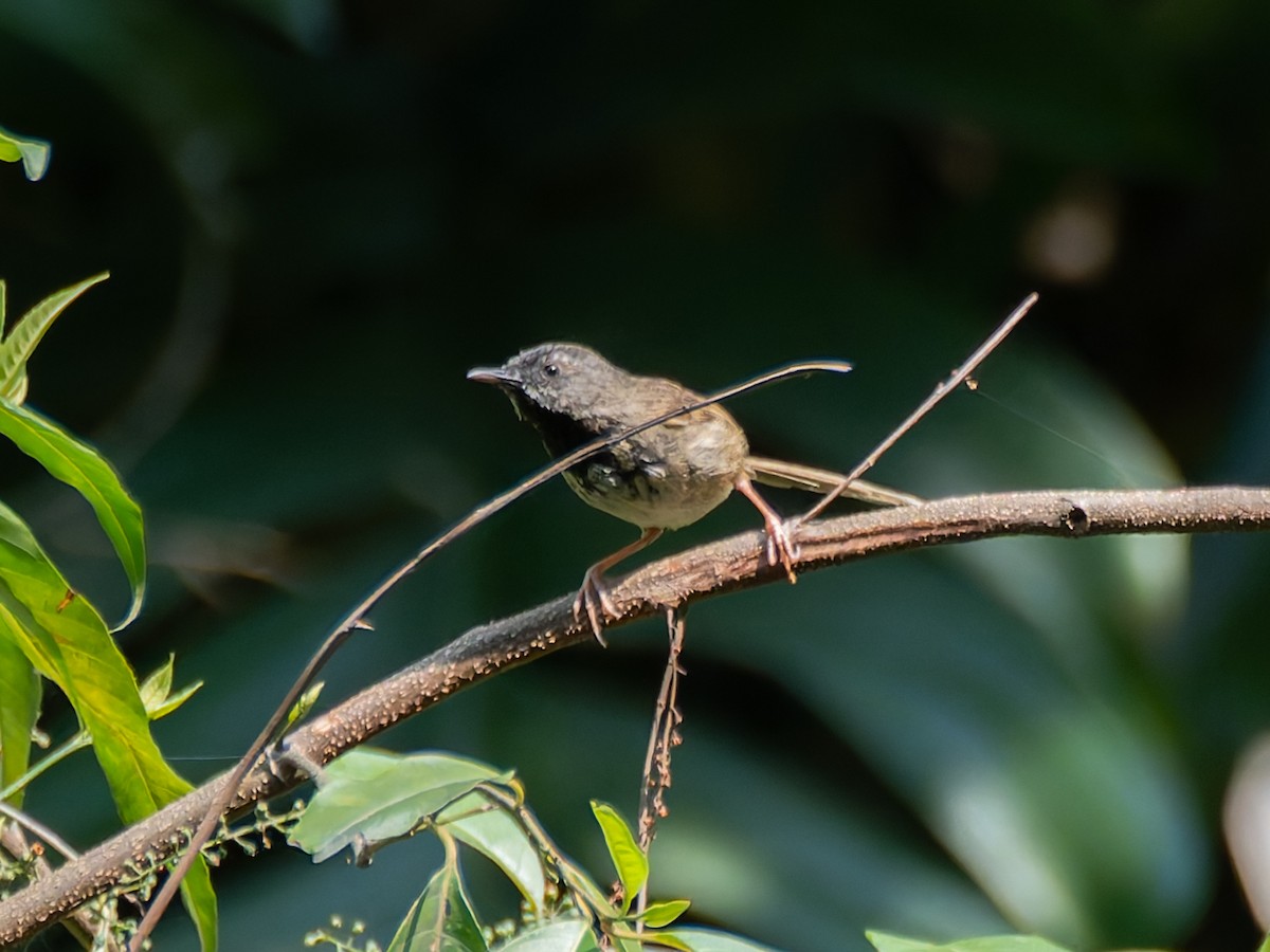 Black-throated Prinia - ML622264771