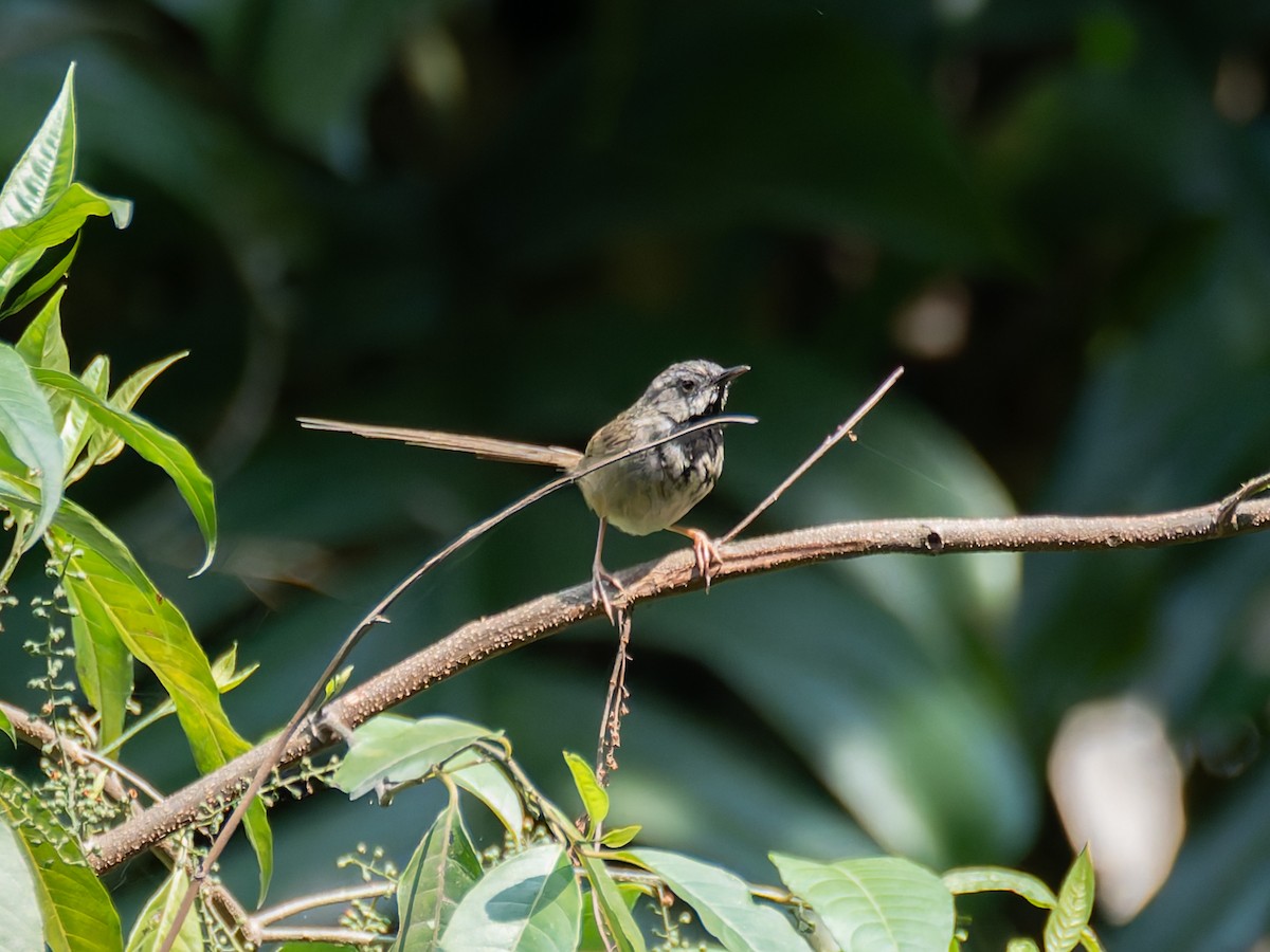 Black-throated Prinia - ML622264772