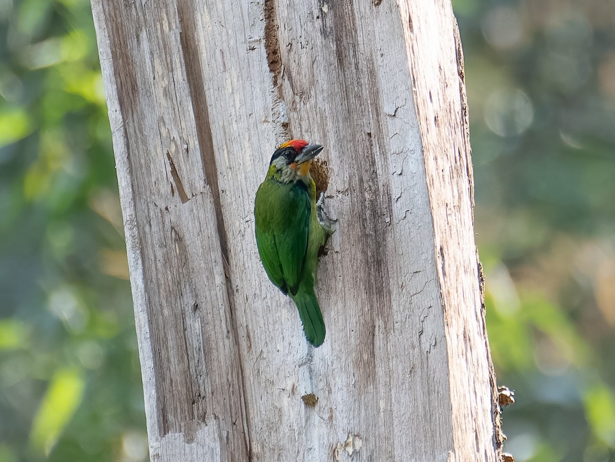 barbet žlutohrdlý - ML622264778