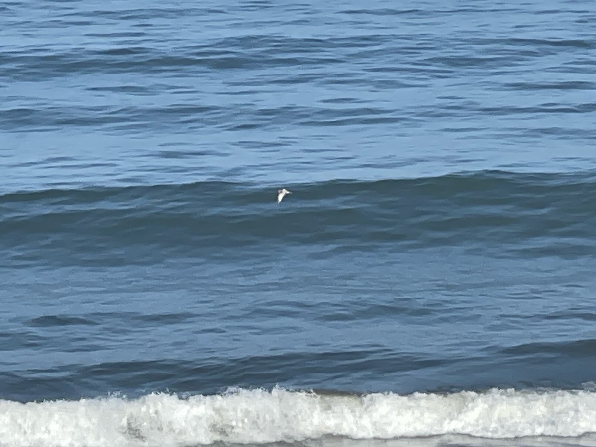 Short-billed Gull - ML622264788