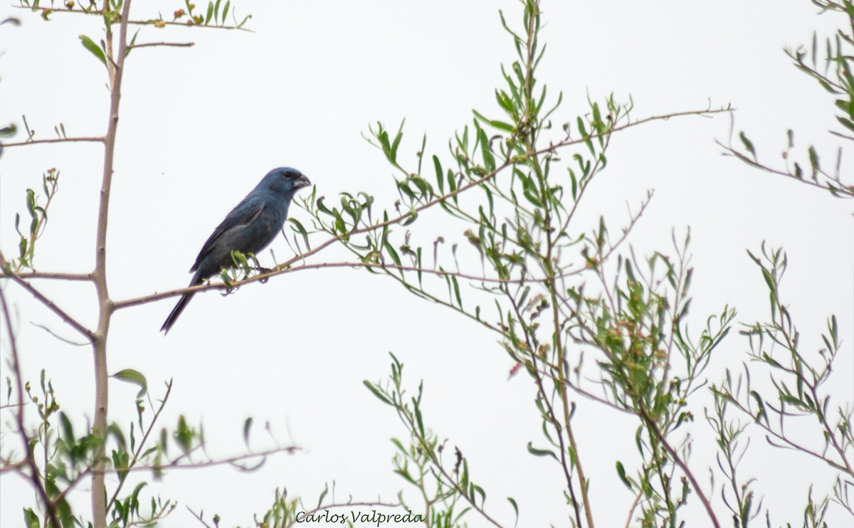 Glaucous-blue Grosbeak - ML622264802