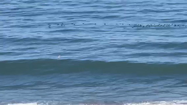 שחף אפרורי אמריקני - ML622264821