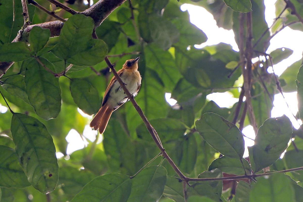 Frilled Monarch - ML622264828