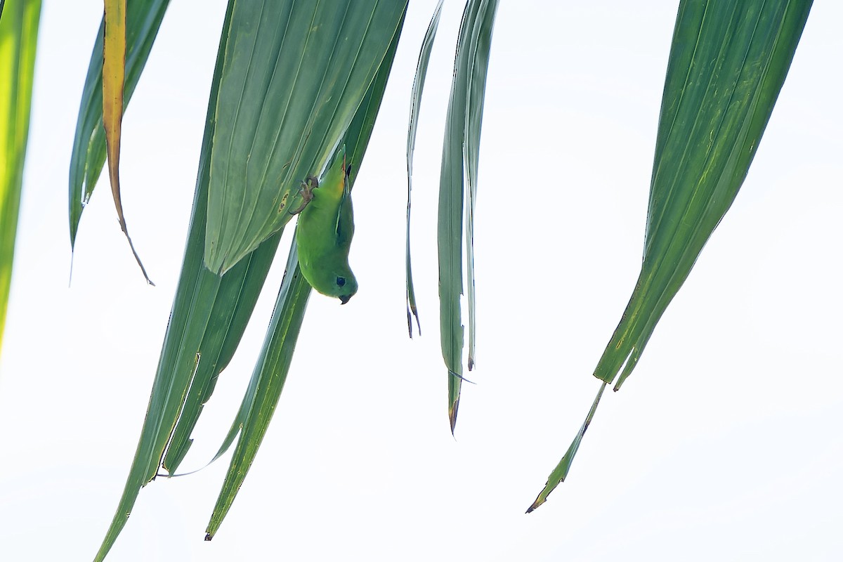 Papuan Hanging-Parrot - ML622264838