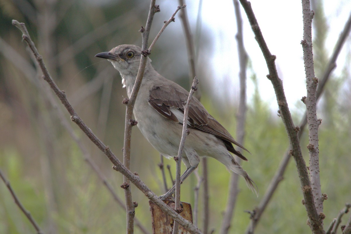 Northern Mockingbird - Mike Holthaus
