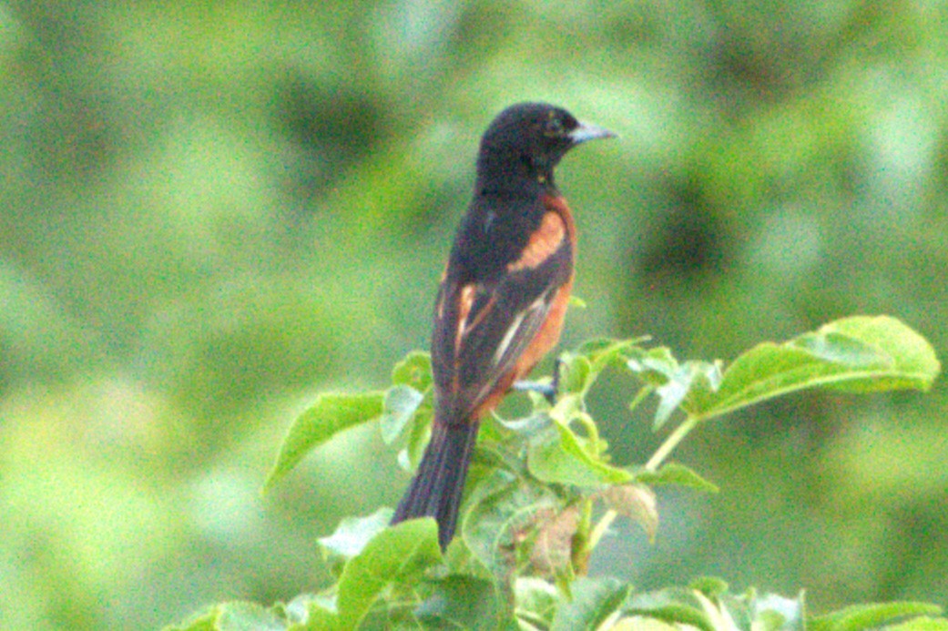 Orchard Oriole - ML622264922