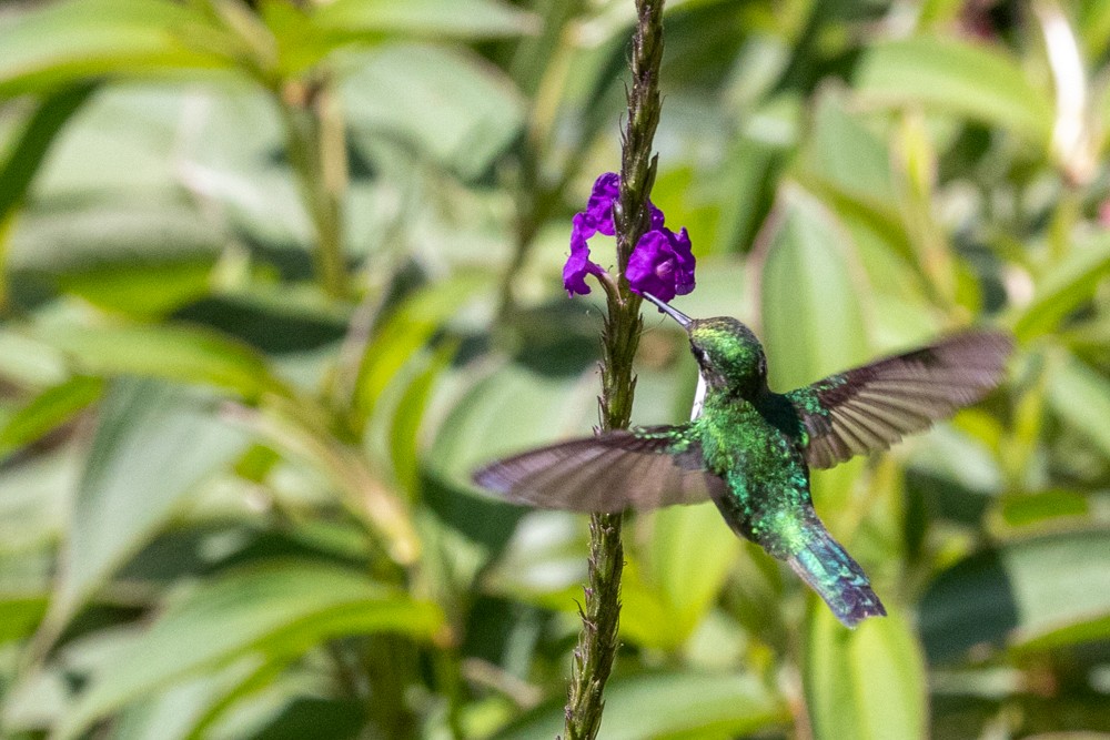 Western Emerald - Cindy Hamilton