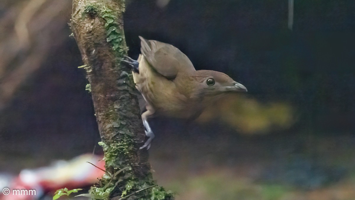 Hüttenlaubenvogel - ML622265015