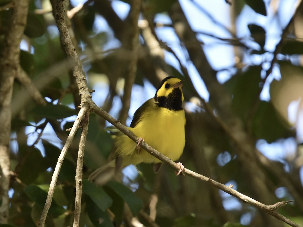 Hooded Warbler - ML622265062