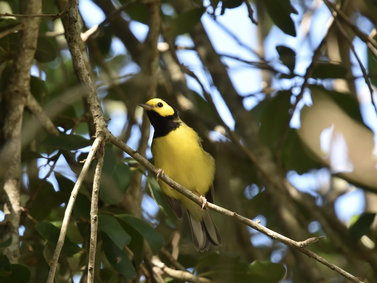 Hooded Warbler - ML622265063