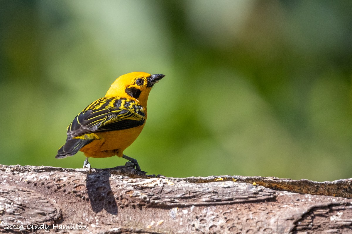 Golden Tanager - Cindy Hamilton