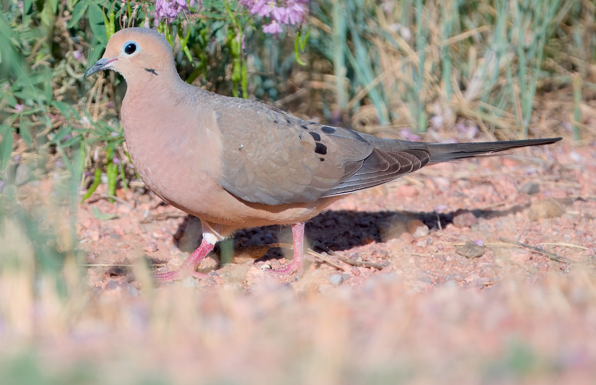 Mourning Dove - ML622265091