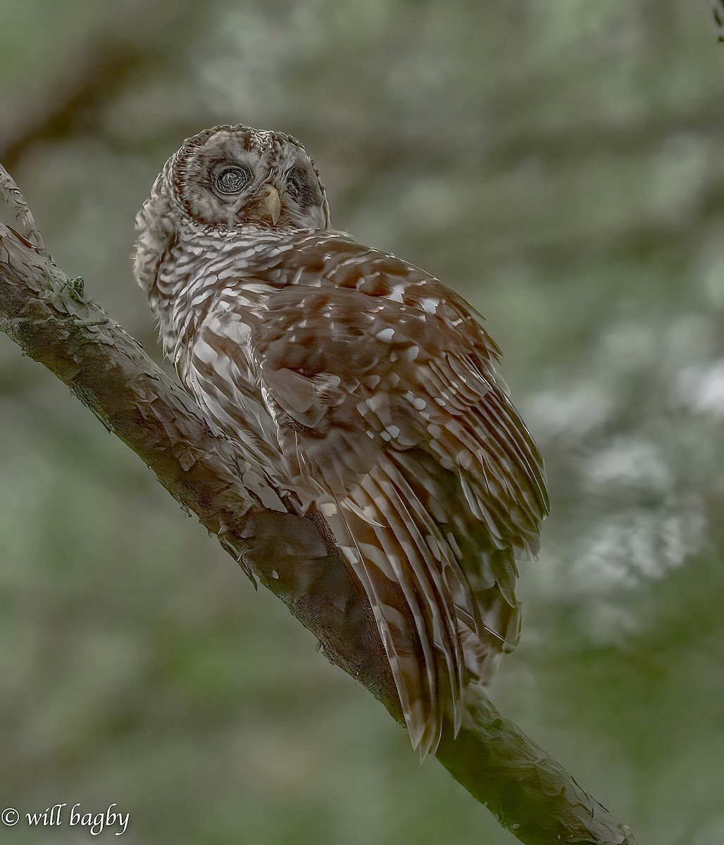 Barred Owl - ML622265169