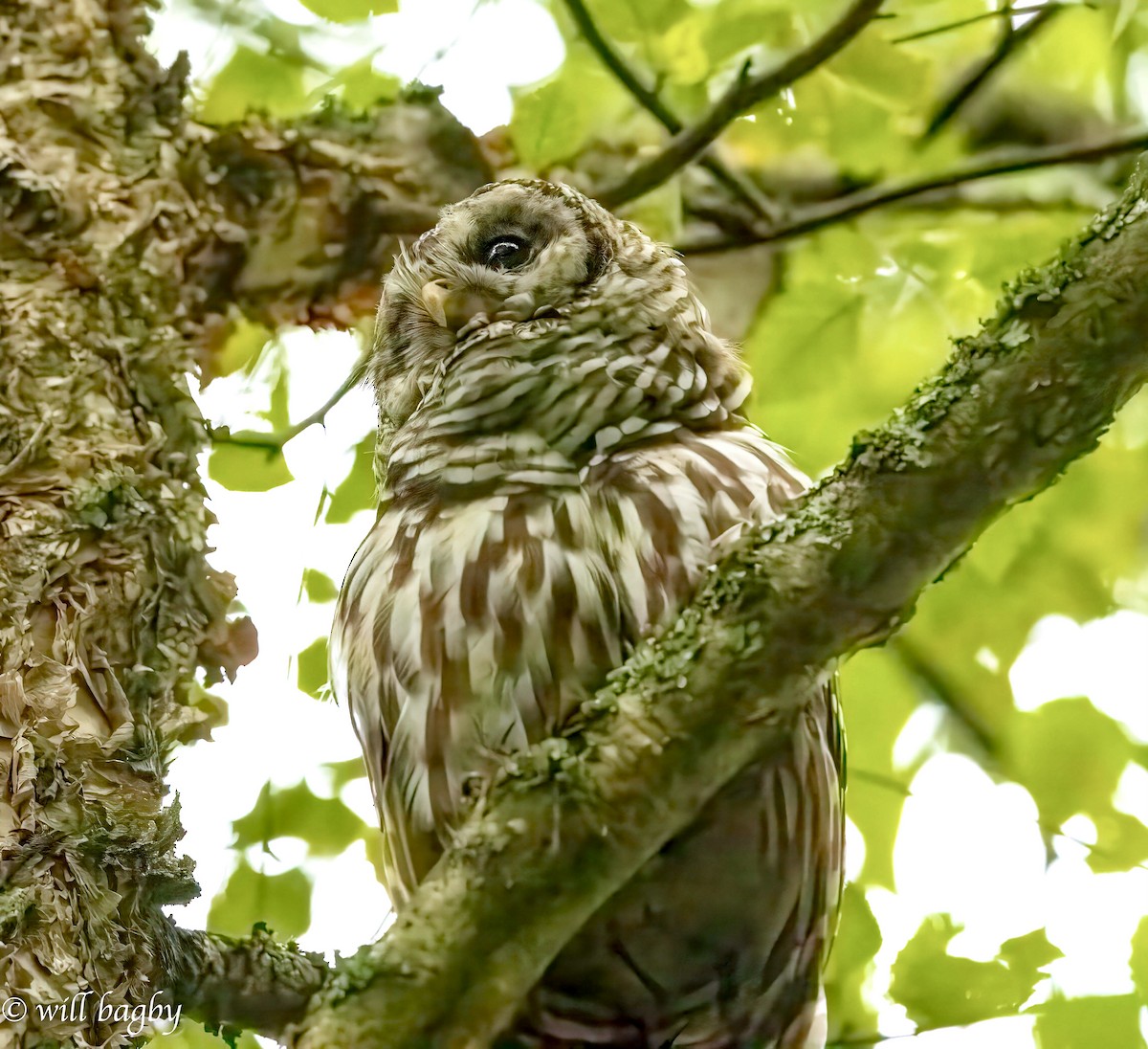 Barred Owl - ML622265171