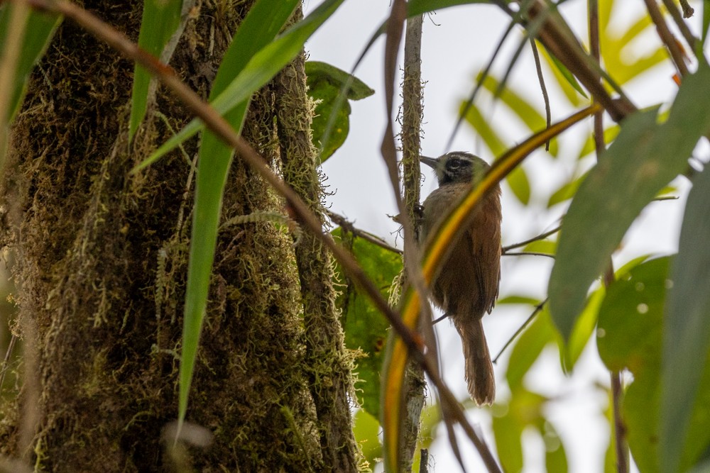 Plain-tailed Wren - ML622265180