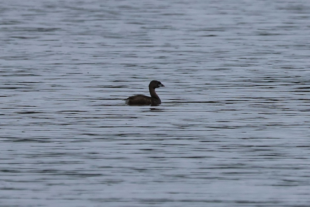 Pied-billed Grebe - ML622265191