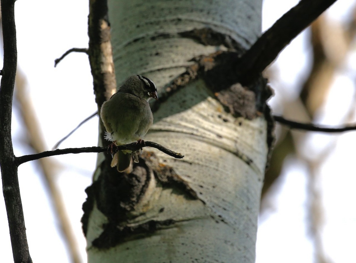 White-crowned Sparrow - ML622265211