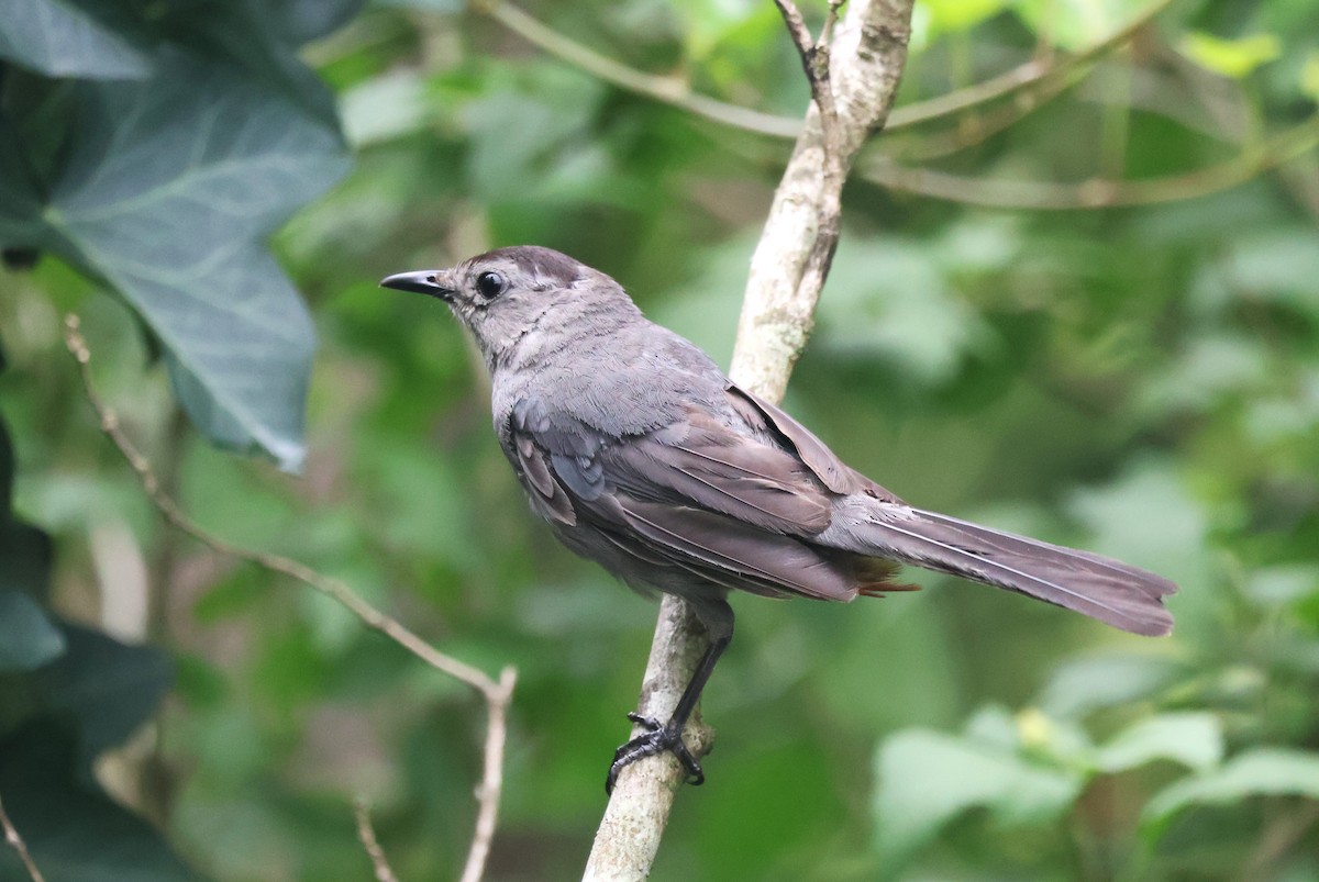 Gray Catbird - ML622265239